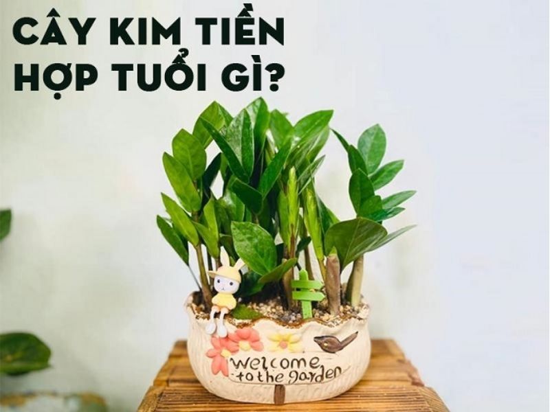 Cây Kim Tiền hợp tuổi gì?