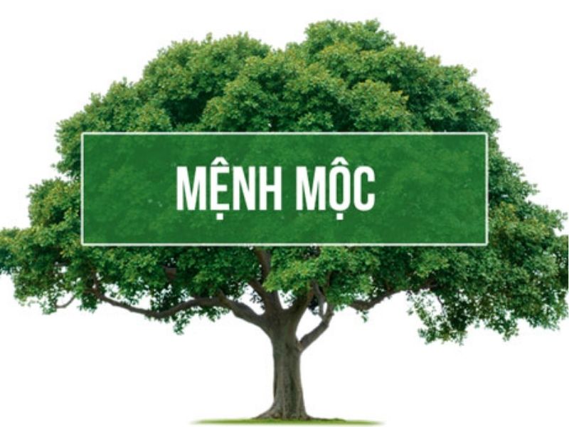 Người mệnh Mộc có tính cách đặc trưng gì nổi bật?